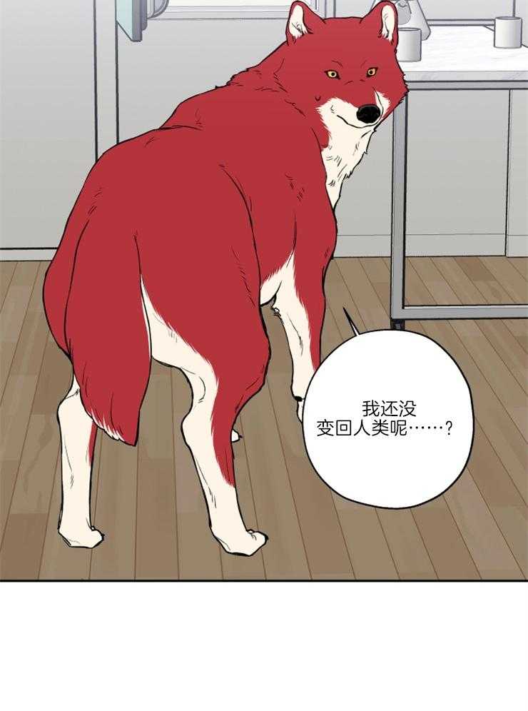 蠢狼抱枕饲养录 第38话 第17页