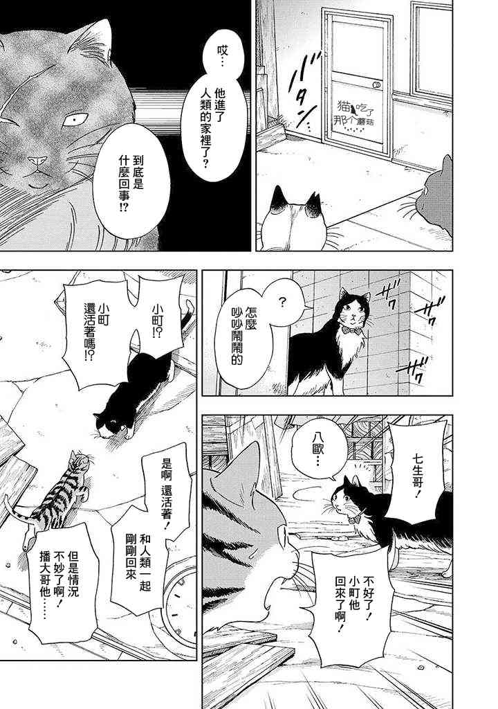 流浪猫的一生11话图