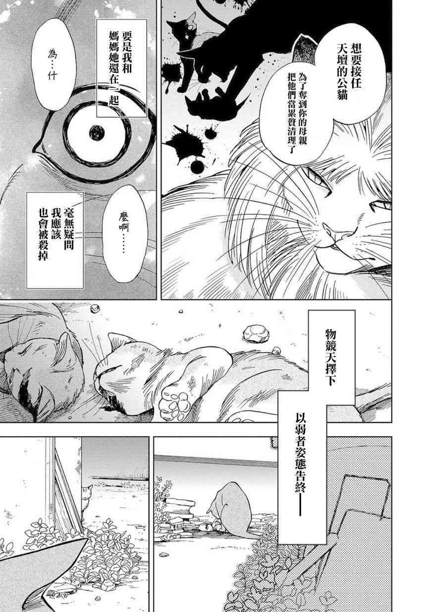 流浪猫的一生8话图