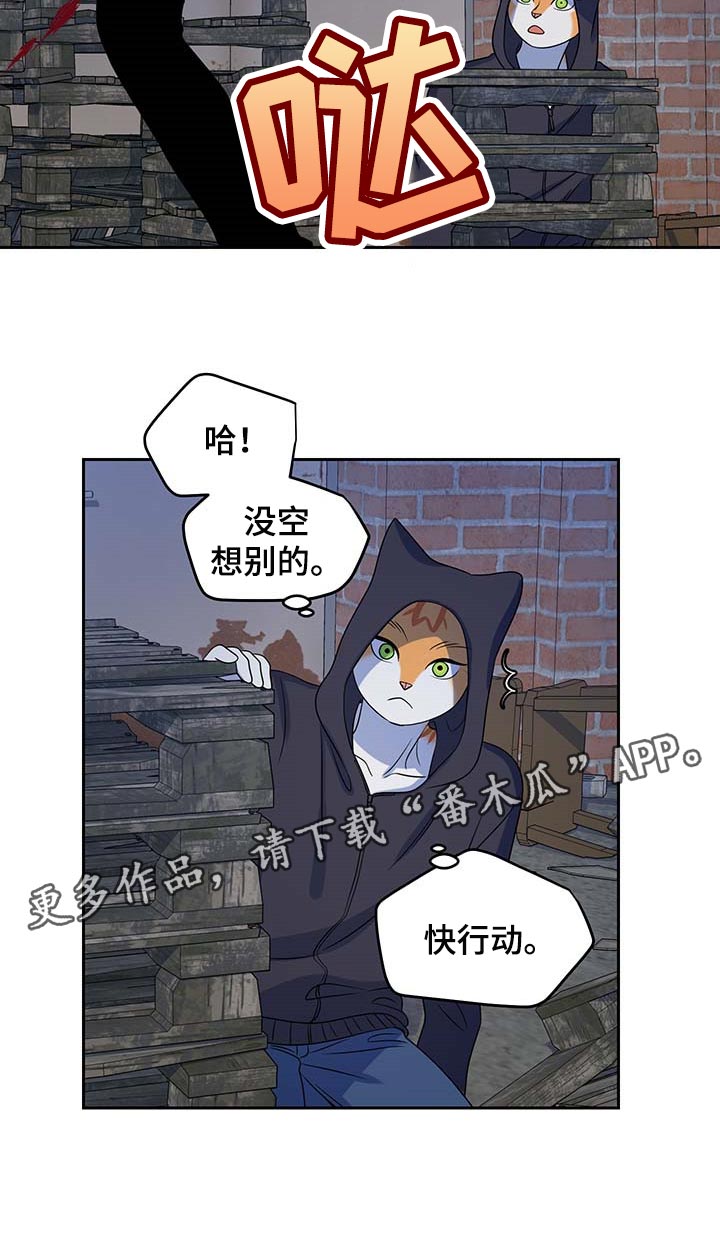 灵猫欧米伽第36话图