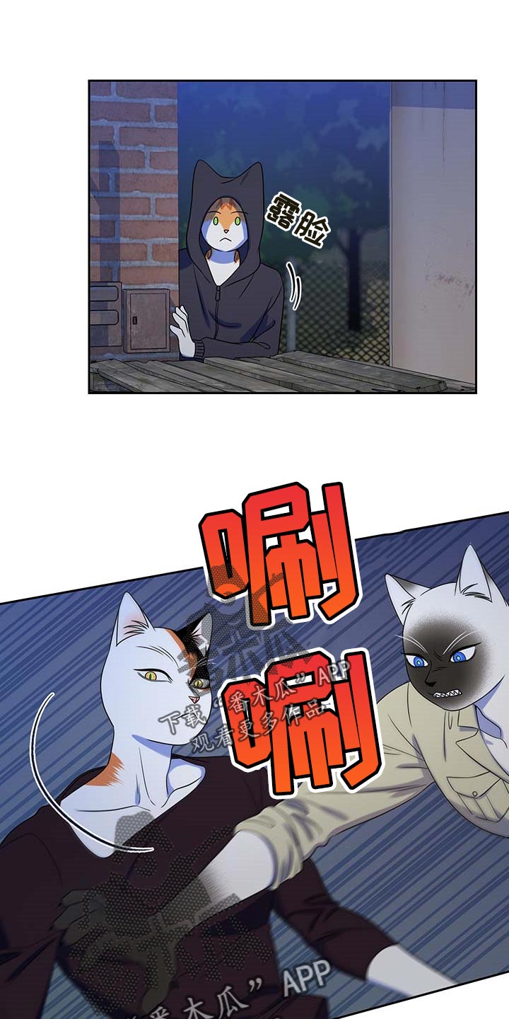 灵猫欧米伽第38话图