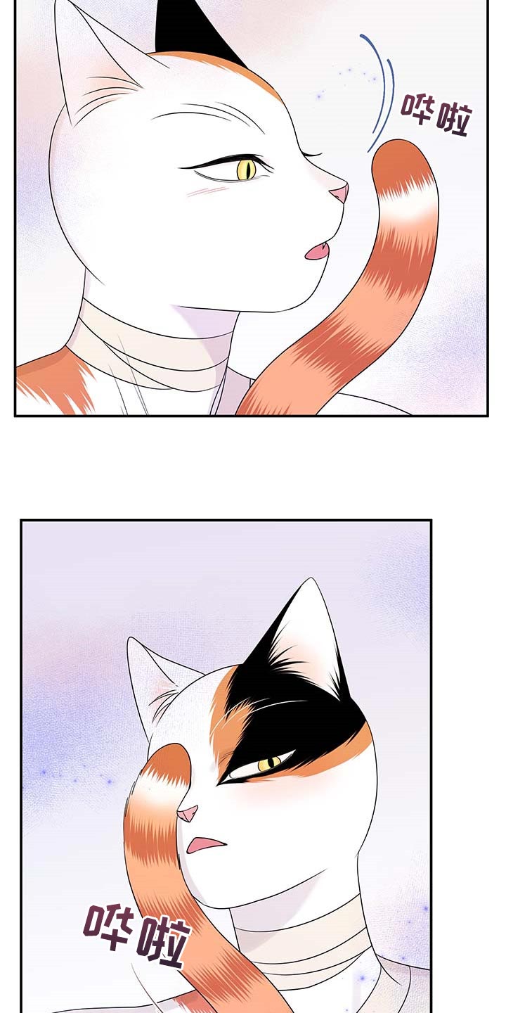 灵猫欧米伽第46话图