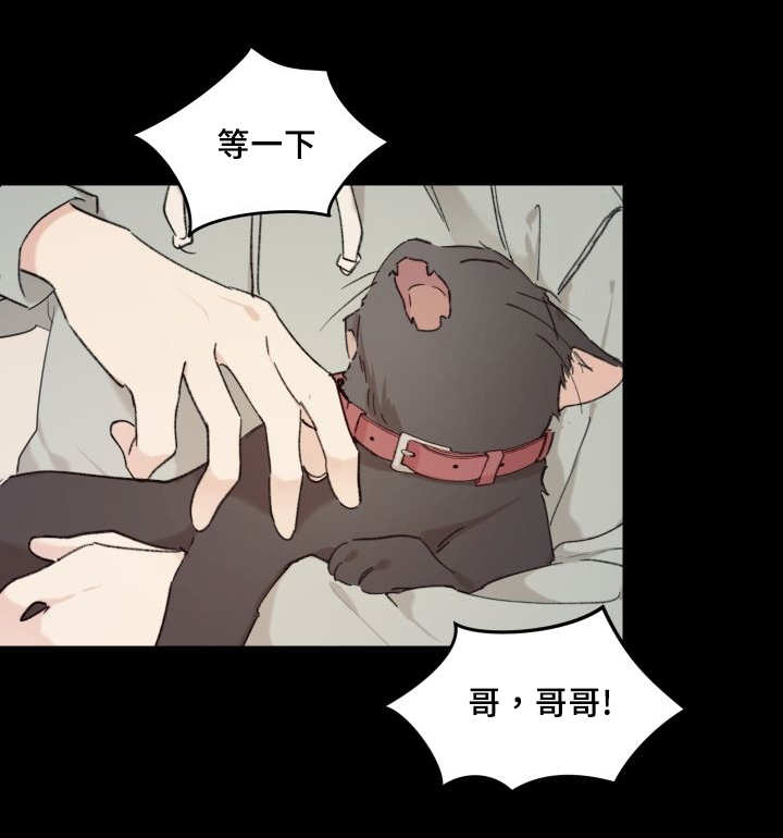 猫的项圈第31话图