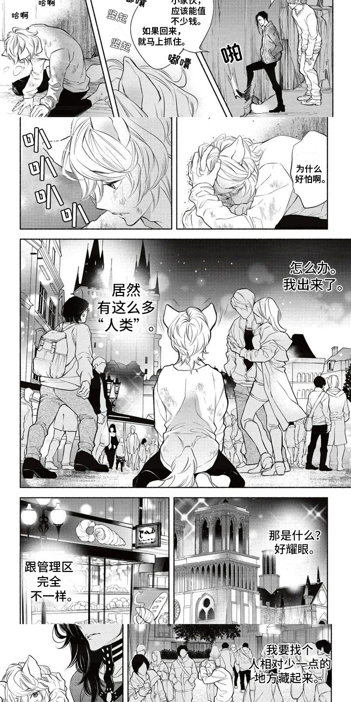 猫猫小白 第1话 第2页