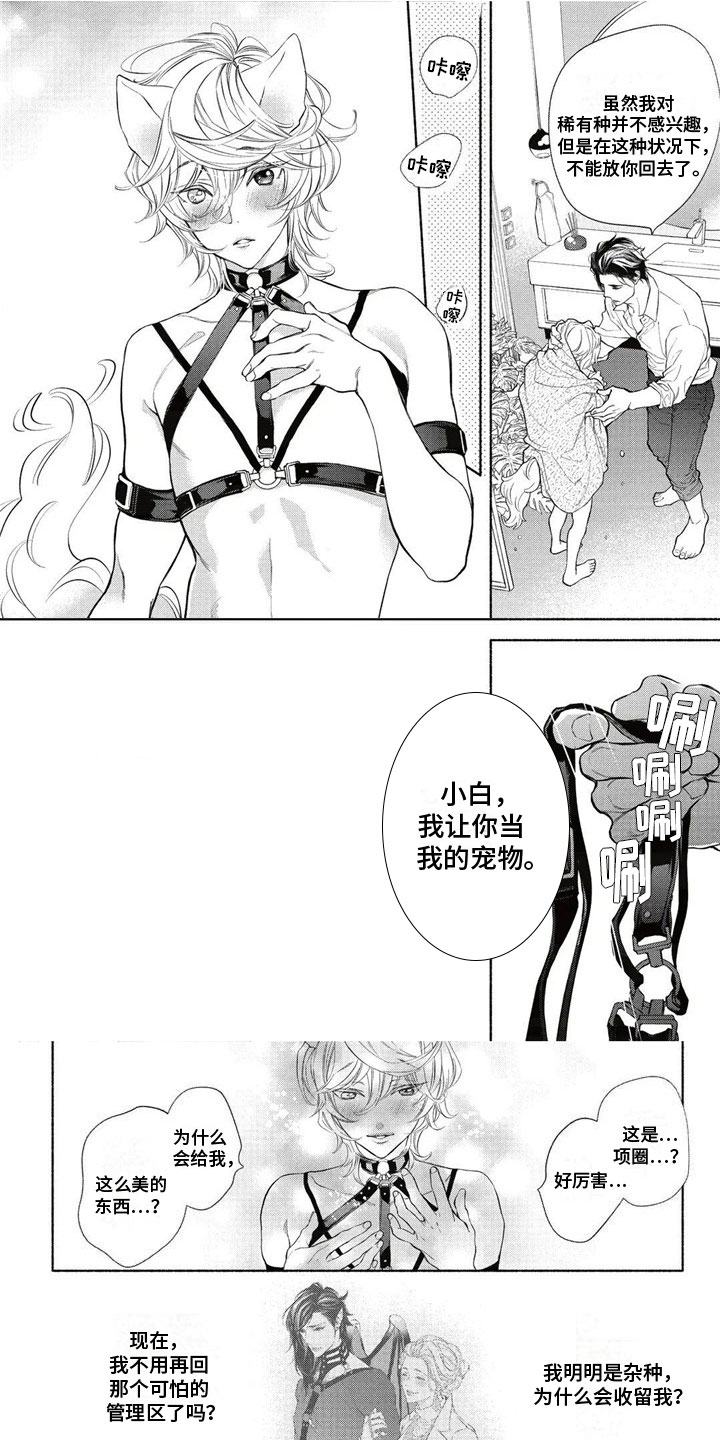 猫猫小白 第3话 第0页