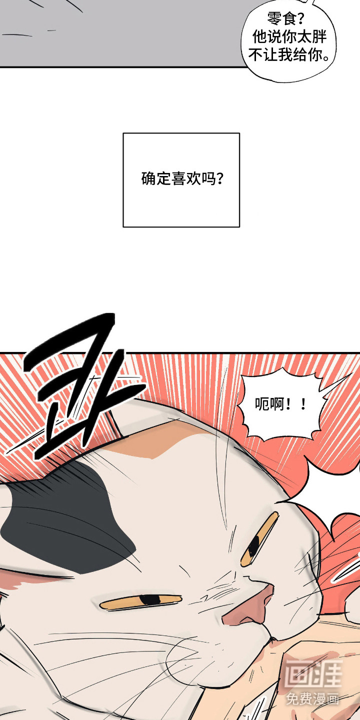 猫大爷和我漫画-图2