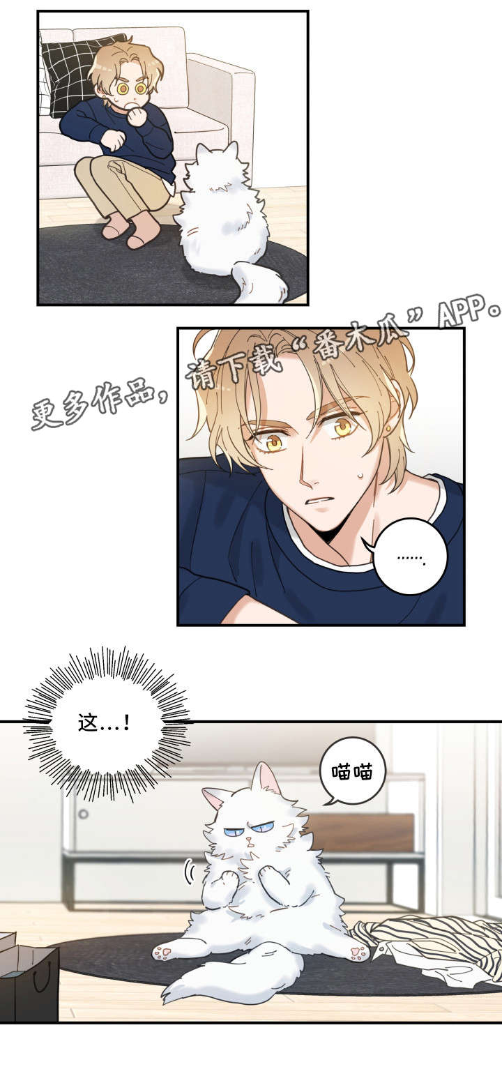 亲爱的喵君第10话图