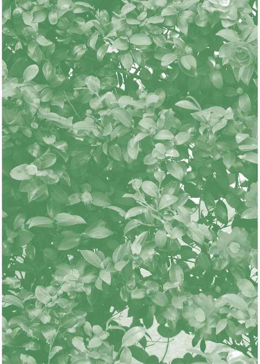 14岁恋爱 番外13 第13页