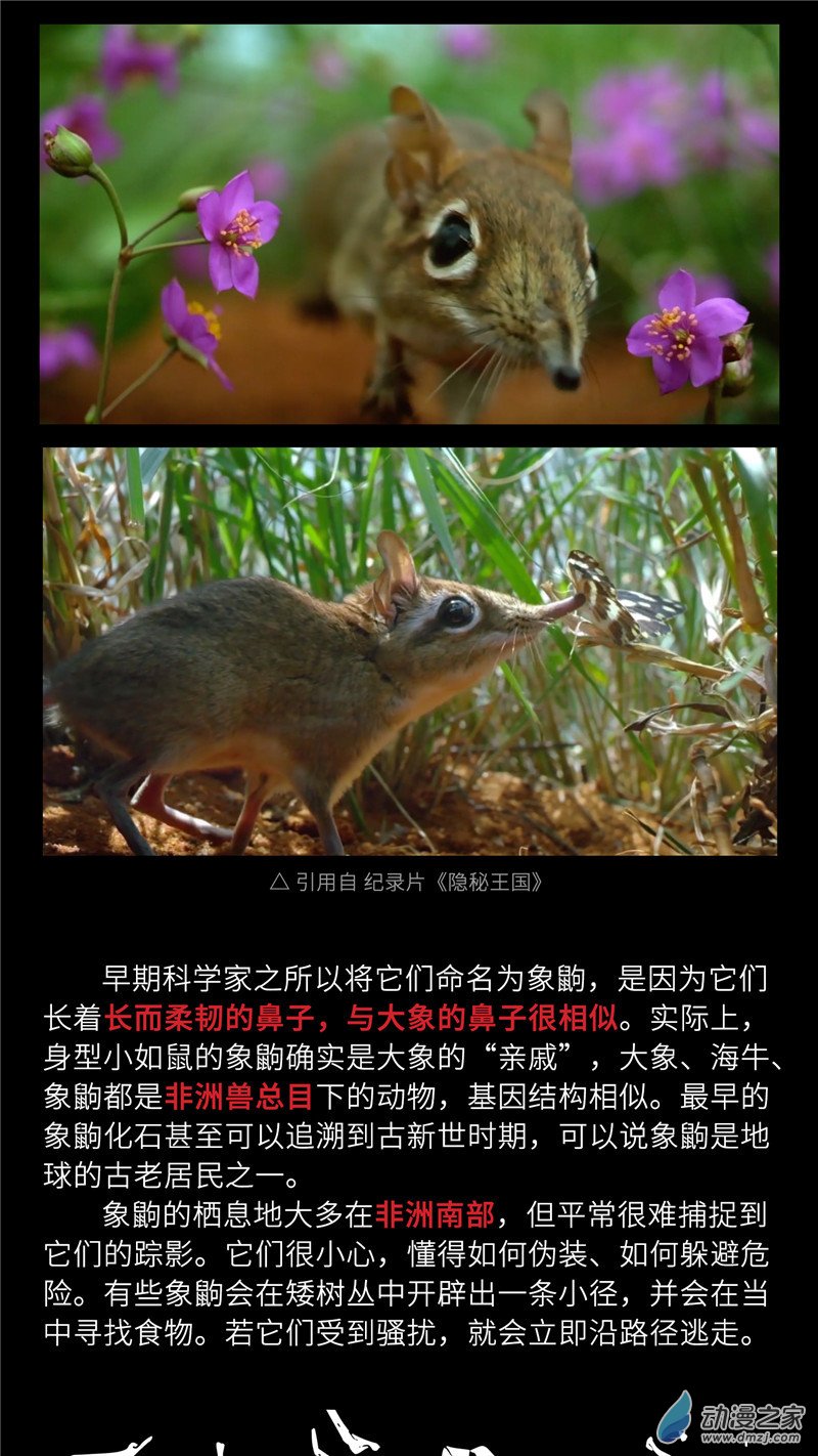 三木落 小剧场04 长鼻鼠的秘密 第4页