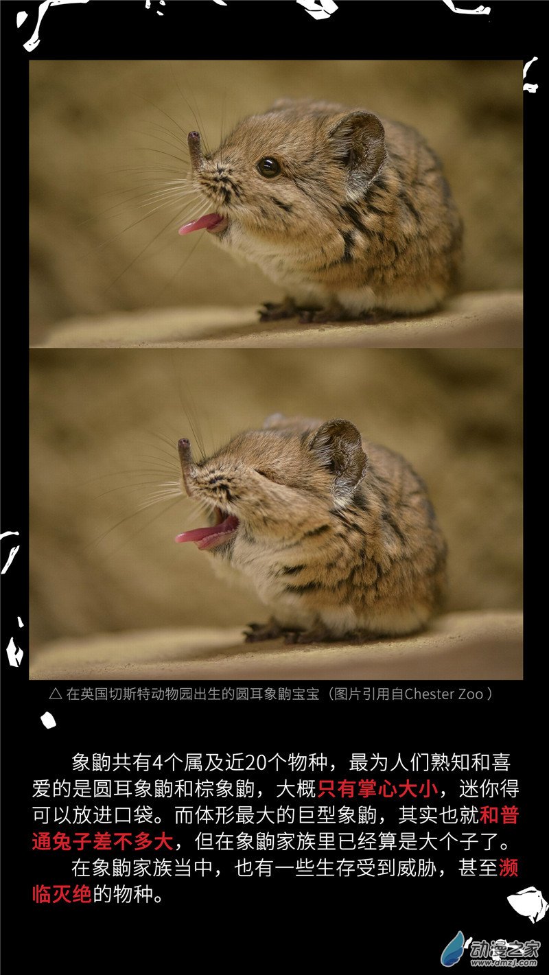 三木落 小剧场04 长鼻鼠的秘密 第5页