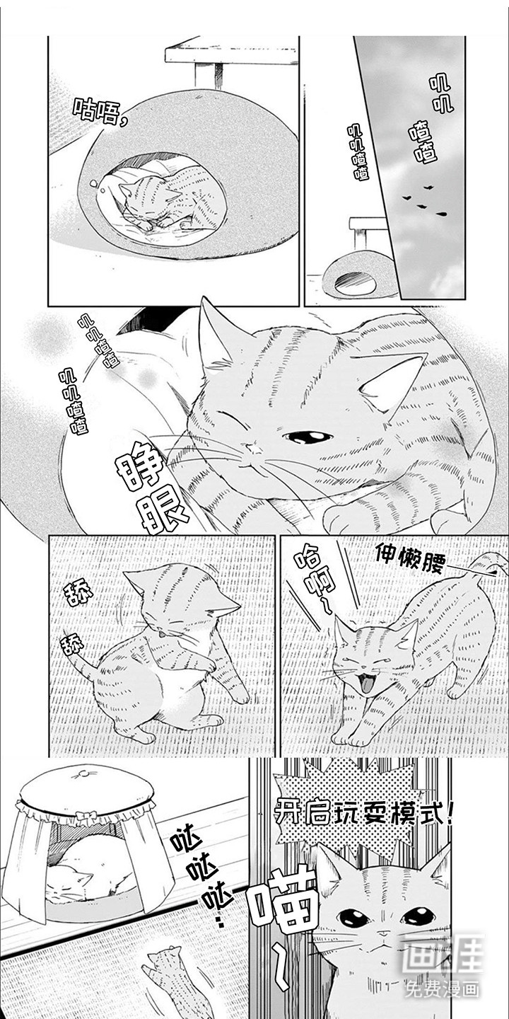 三花猫猫部第14话图