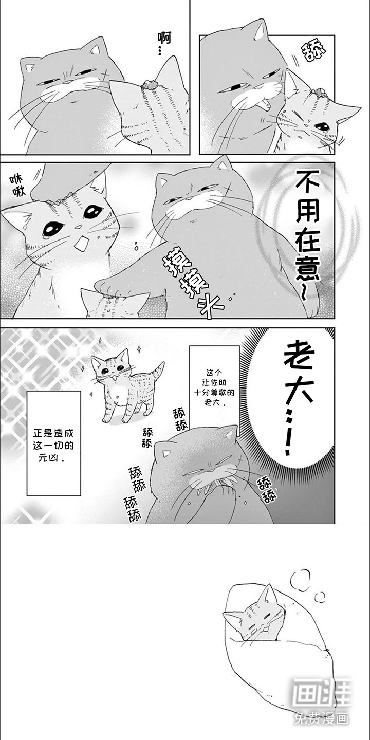 三花猫猫部第15话图