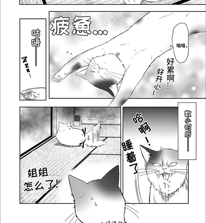 三花猫猫部第8话图
