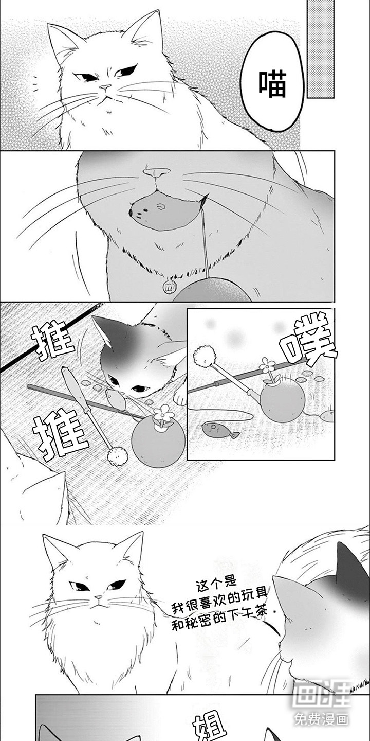 三花猫猫部第9话图