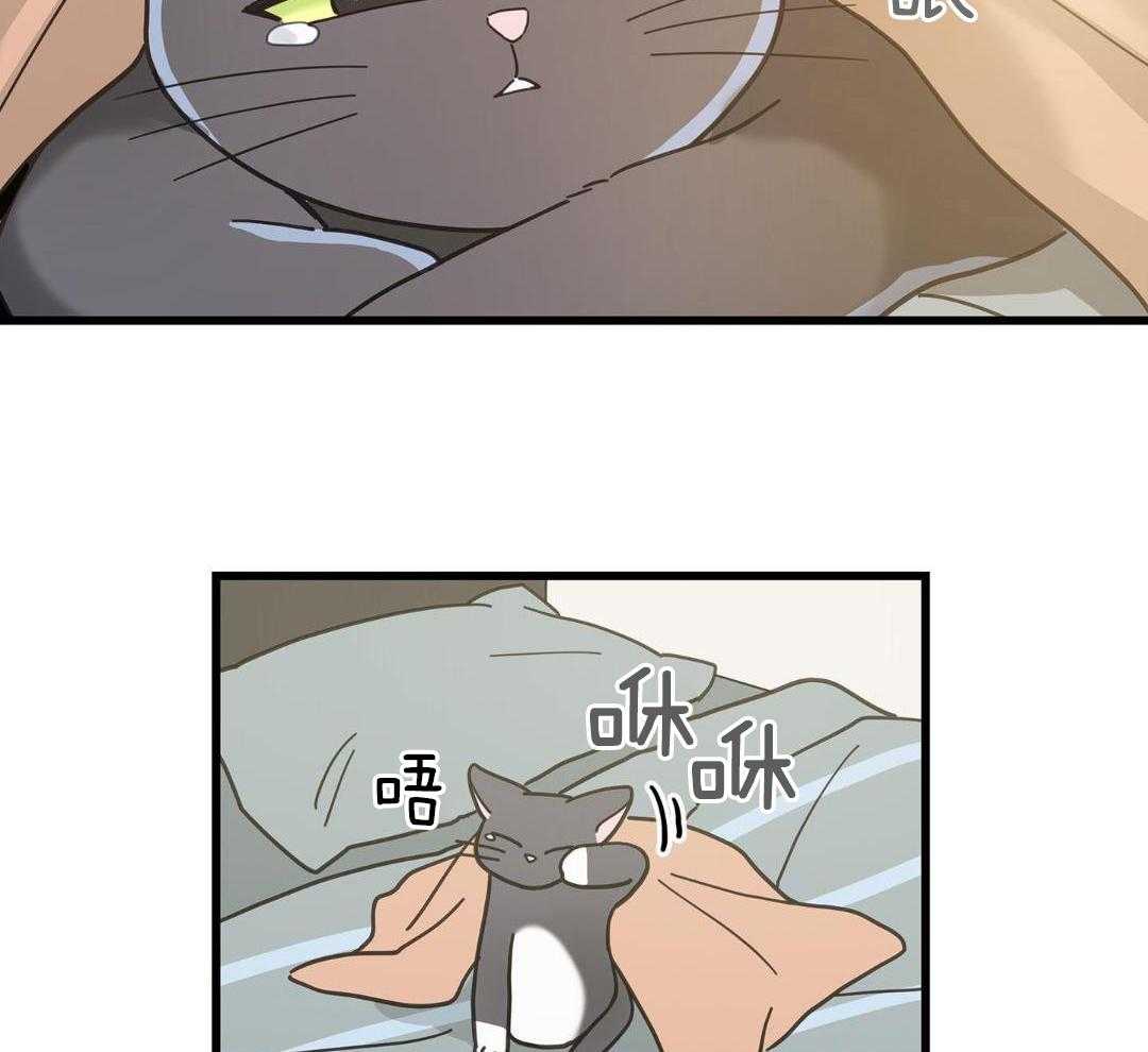 我的猫（共2季）第50话图