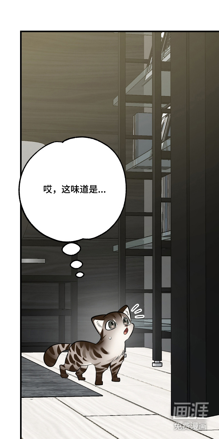 野猫的命定人类 第4话 第13页