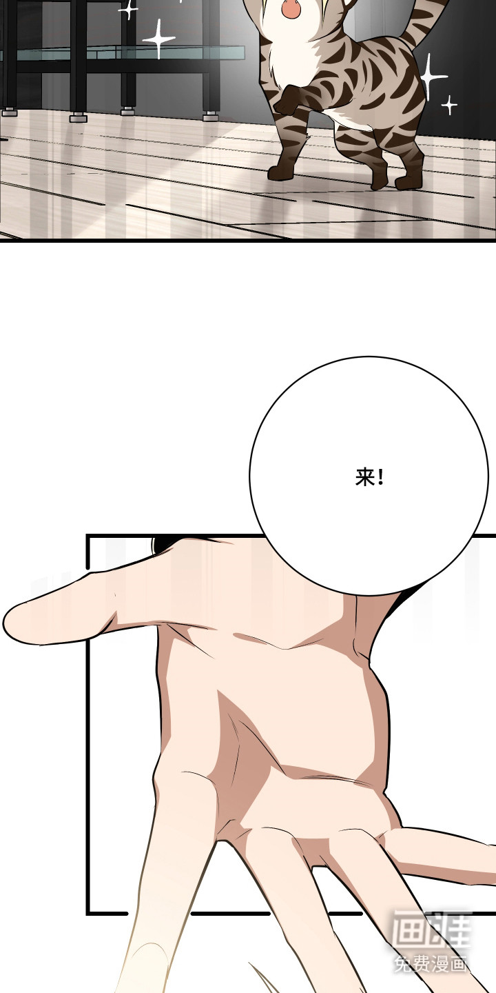 野猫的命定人类 第9话 第5页