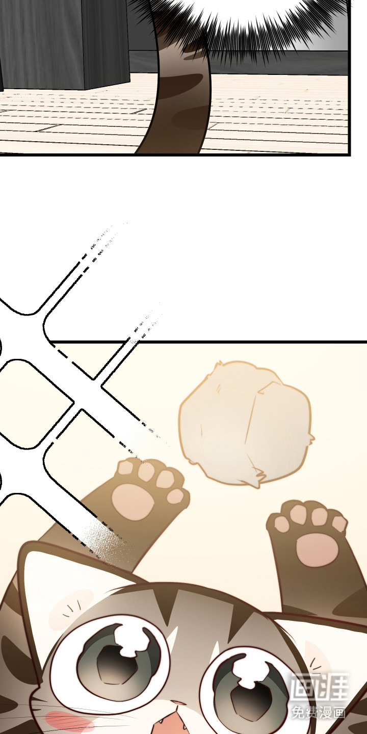 野猫的命定人类 第9话 第11页