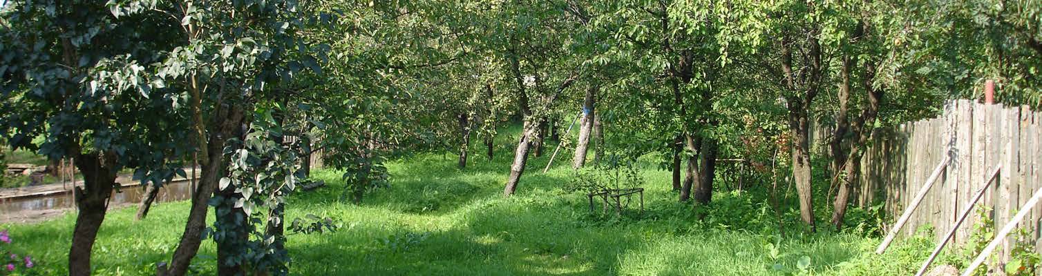 《植物精灵》数字画集 1话 第19页