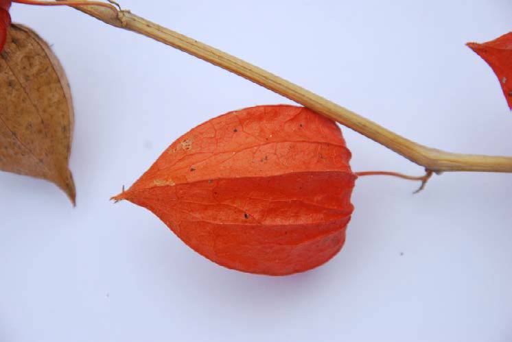 《植物精灵》数字画集 1话 第23页