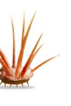 《植物精灵》数字画集 1话 第35页