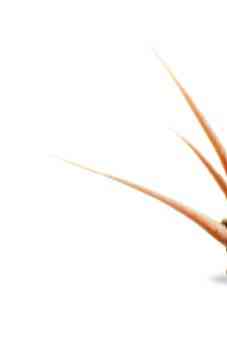 《植物精灵》数字画集 1话 第36页