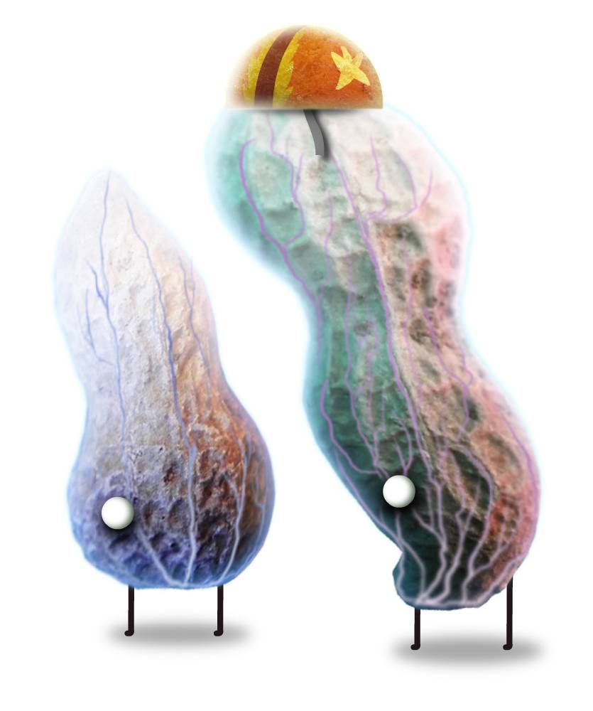 《植物精灵》数字画集 1话 第37页